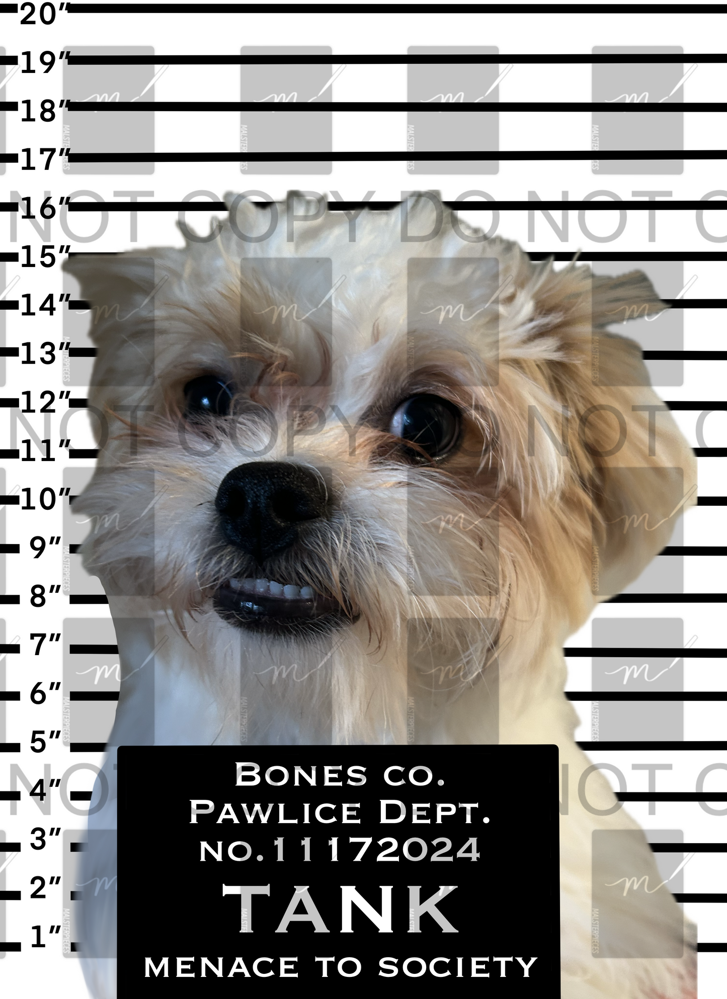 Pet Mugshot PNG